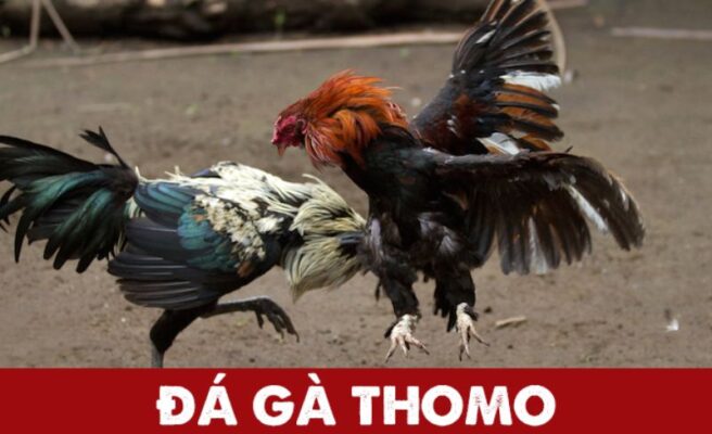 Tổng quan về loại hình đá gà Thomo – New88